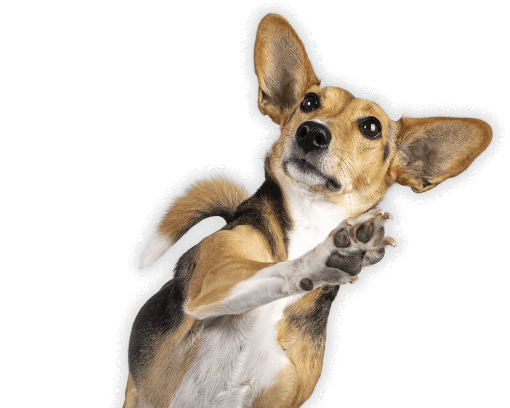 Dog looking up at the camera with its right paw raised to the left.